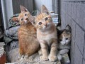 ふて猫