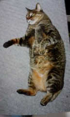 我が家の亡きボス猫