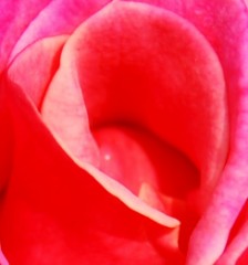 薔薇のような香りのする・・・