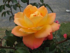 薔薇