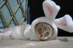 かぶり猫