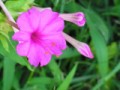 花はなぜ美しいか