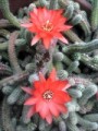 さぼてんの花