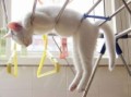 コントみたいなネコの寝相・・・ドリフのカトちゃんみたい。