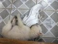 【お題日記】今だからもう一度学びたいこと（ダイエットに良い囲碁！）