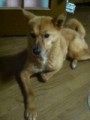 愛犬