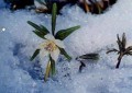 春を待つ　雪割草パート2
