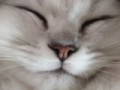 猫飼いたいなぁ