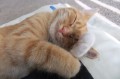 猫get！