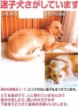 迷子の迷子の・・・