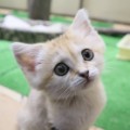 たつねこ☆