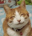 ぱんぱ犬猫大好き