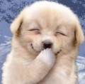 ぱんぱ犬猫大好き