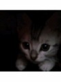 くろまめぽん