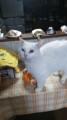 tarou