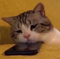 ねこ。