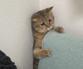 柊