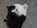 なちょん
