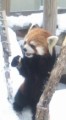 まかろん