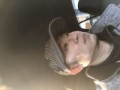 えいたん
