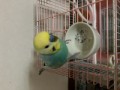 こいけです