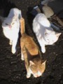 ぼじょ～