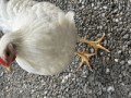 かい
