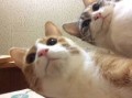 みるく！