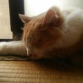 漆黒堕天使