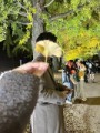 かな