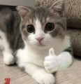 ☆ヤツフサ☆