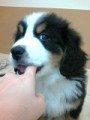もも(о´∀`о)