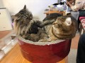 すとんず