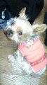 MIMICO