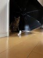 しょうた