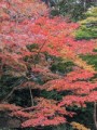 しゅー