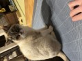 スズッキー