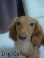 butyo-