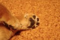 箱沢さち