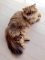 みゃおみゃお
