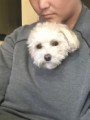 伶至