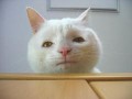 つかさ