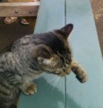しん