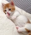 たろすけ