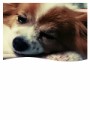 アンちゃんさん