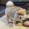 はた。