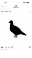 鳩