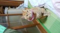 子麦