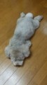 しげ03
