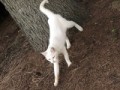 ぽちタマ